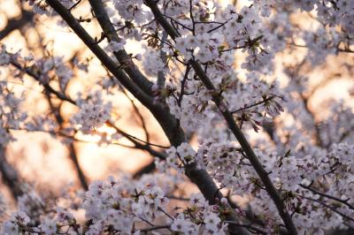 20200401-2 長崎 夕暮れ時の風頭公園で、ほとんど貸切なお花見を