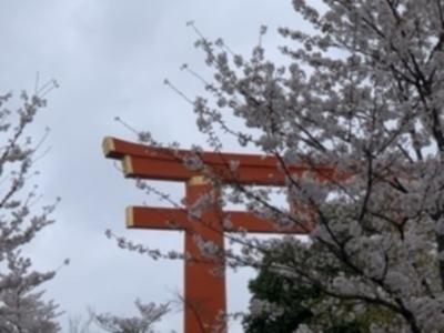 巣篭もり、自粛の人に！京の桜鑑賞を！