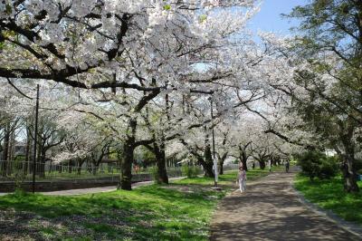 善福寺川緑地　まだまだ満開の桜