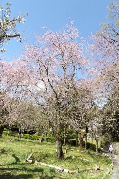荒井城址公園の枝垂れ桜は来週が見頃でしょう－2020年