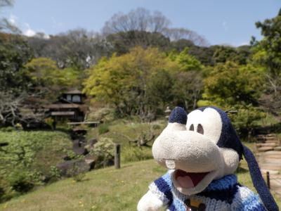 グーちゃん、横浜/三溪園へ花見に行く！（グー散歩/ミッシーの逆襲・・・。編）