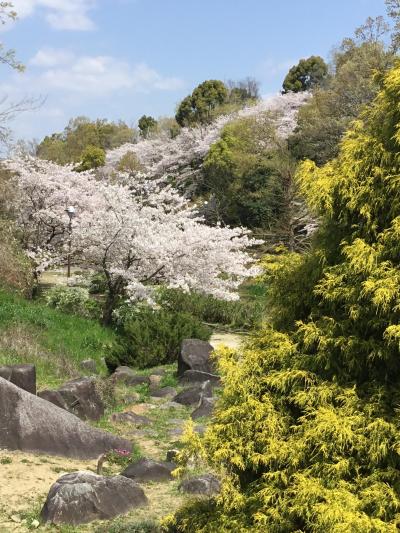 折るだけで作れる激安マスクをつけて南大阪(寺ヶ池公園)の桜と温泉