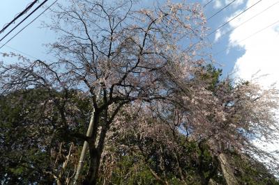 大雄山法雲閣の枝垂れ桜