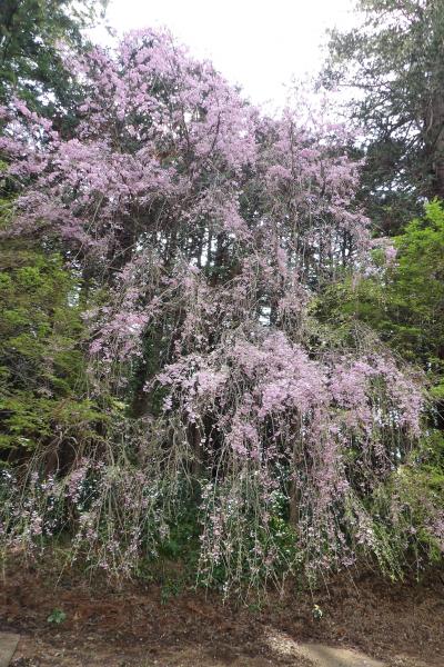 大雄山萬霊塔・夫婦墓の枝垂れ桜