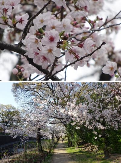 満開を見ても、今年の花見はあんまり楽しくないです…