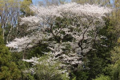 範茂史跡公園の山の斜面に満開の山桜