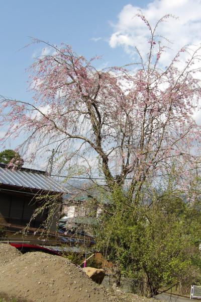 道祖神と枝垂れ桜