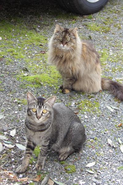 飯沢の猫たち