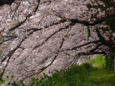 迫りくる脅威の中、ひとひらの花びらを愛でにーーー。