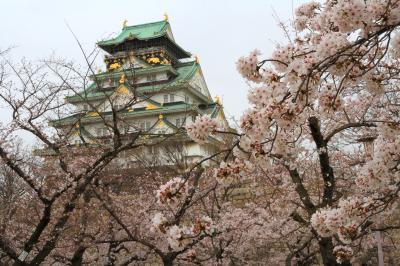 大阪城の桜