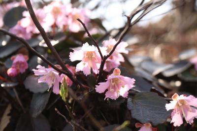 春の杣山に登る