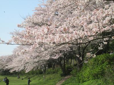 ご近所散歩「桜」＆ 春色の我が家の畑　2020年