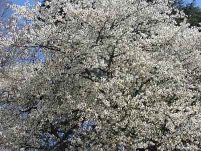 2020都内の桜（靖国、椿山荘、新宿御苑）