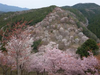 吉野山の下千本と中千本の桜を楽しみました。