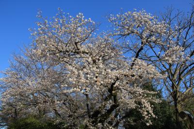 洗足池公園　お花見散歩　2020年3月