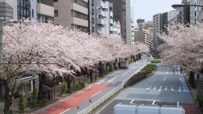 恵比寿散歩！桜満開