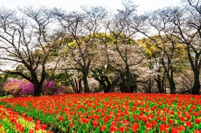 別府公園と両郡橋　2020