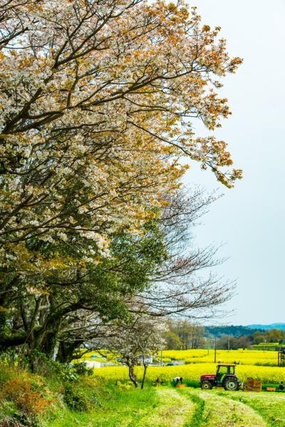 豊後高田市の桜　2020