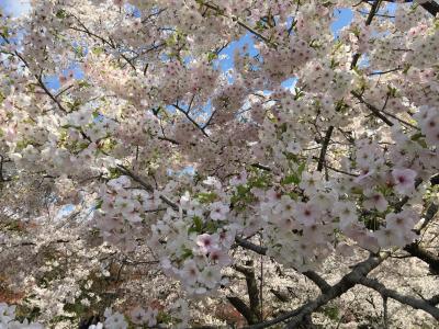 悲報(>_<) 桜満開のタイミングで臨時休園　滑り込みで見てきた植物園