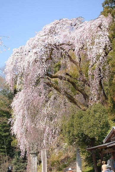 満開のさくら　　　IN　　奥多摩