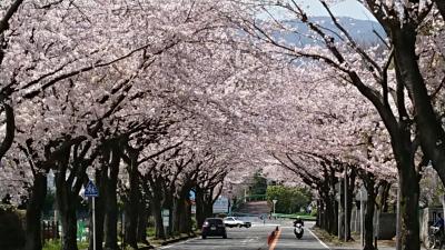 足柄の桜　2020.4.4