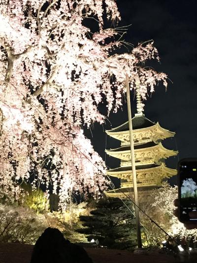 京都　満開の桜たっぷり　一人旅　一日目