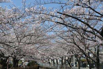 春の川口グリーンセンター♪　Vol1　☆見沼遊歩道の桜並木♪