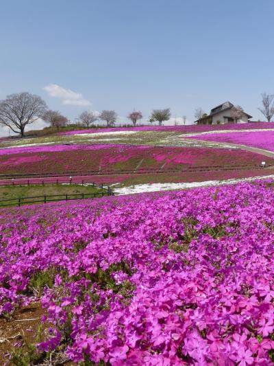 「八王子山公園」の芝桜_2020_開花が進んでいて、かなり綺麗になりました。（群馬県・太田市）