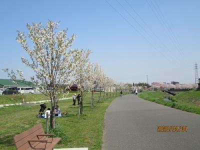 流山市の大堀川緑地・桜並木整備事業・2020年4月