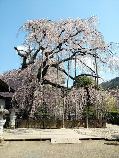 山梨２０２０桜　【１】慈雲寺