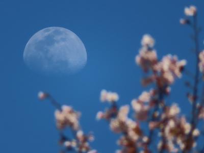 座間の桜散策旅行（散歩）近場のいいとこ発見　