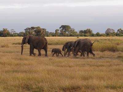 タンザニア・ケニア サファリ紀行  　４/４ 　  ２０２０年：ケニア　８～11日目　　　　　　アンボセリ国立公園、マサイマラ保護区