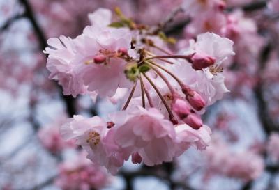 さくら公園と松花堂庭園。