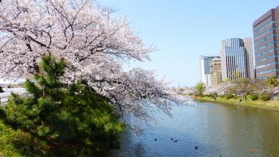 ２０２０年 春 福岡市 桜名所巡り【桜満開の「福岡城上之橋」周辺とシェアサイクル返却編】