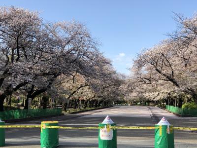 無観客の桜並木@上野公園