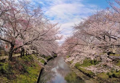 『佐保川の桜♪　（”うふふ♪♪の桜日記♪”・その１ と　”奈良ちょっとだけ食べ歩記”・その１☆）』