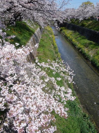 山崎川の桜を見て来ました。リスキーな状況にかかわらず，結構な人出でした。