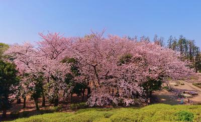 世田谷公園、林試の森公園などお花見散歩　2020年