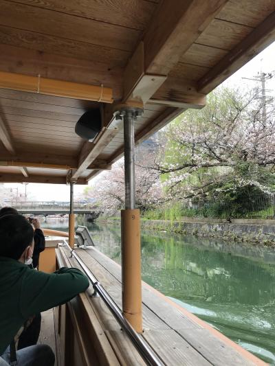 京都　満開の桜たっぷり　一人旅　二日目