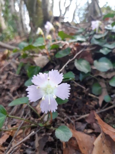 　中山道,柏原から徳源院の道誉桜とイワウチワの咲く清滝山