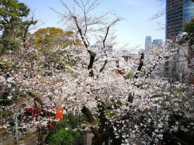 2020春の東京、乃木神社、表参道（03/22）