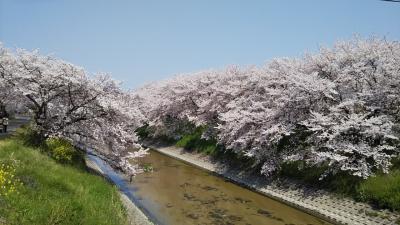 お家で過ごそう  その1 (’-’*)♪ 地元でお花見