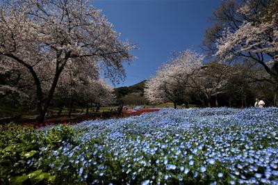 2020年4月 門司港・下関 関門海峡散策 第3部 (前編) 火の山 下関トルコチューリップ園