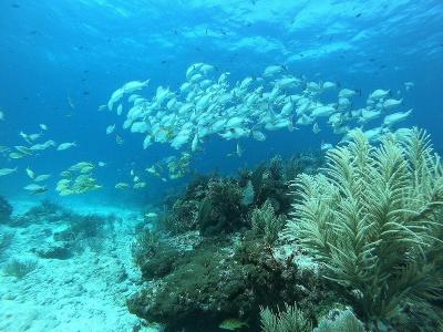 カンクンのサンゴ礁