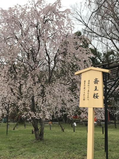 京都　満開の桜たっぷり　一人旅　四日目