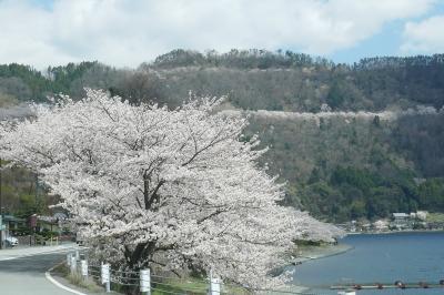 奥琵琶湖　湖西の桜・海津大崎の桜・奥琵琶湖ドライブウエーの桜