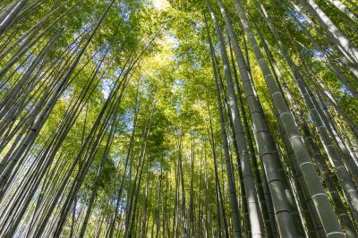 鎌倉/湘南ぐるり旅【16】～魅惑の竹林に心癒される～報告寺