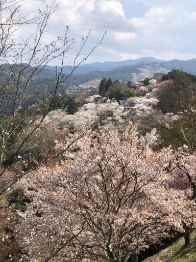 コロナ疲れで気分転換満開の桜に癒されに吉野山登山