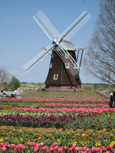 柏市のあけぼの山農業公園・チューリップ・20年4月