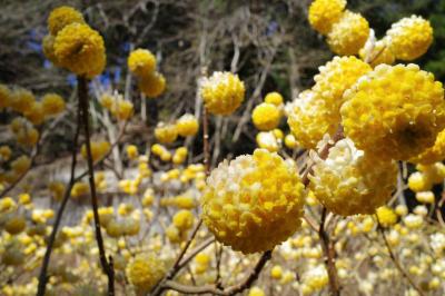 【丹沢】不動尻のミツマタの群生と大山ハイキング